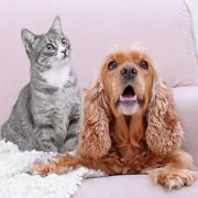 HVAC pet owners